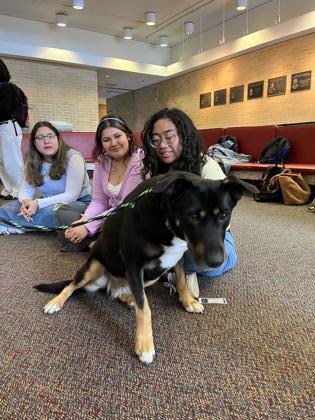 VERMICELLI, an adoptable Beauceron, German Shepherd Dog in Houston, TX, 77053 | Photo Image 1