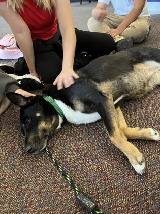 VERMICELLI, an adoptable Beauceron, German Shepherd Dog in Houston, TX, 77053 | Photo Image 2