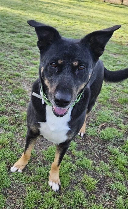 VERMICELLI, an adoptable Beauceron, German Shepherd Dog in Houston, TX, 77053 | Photo Image 3