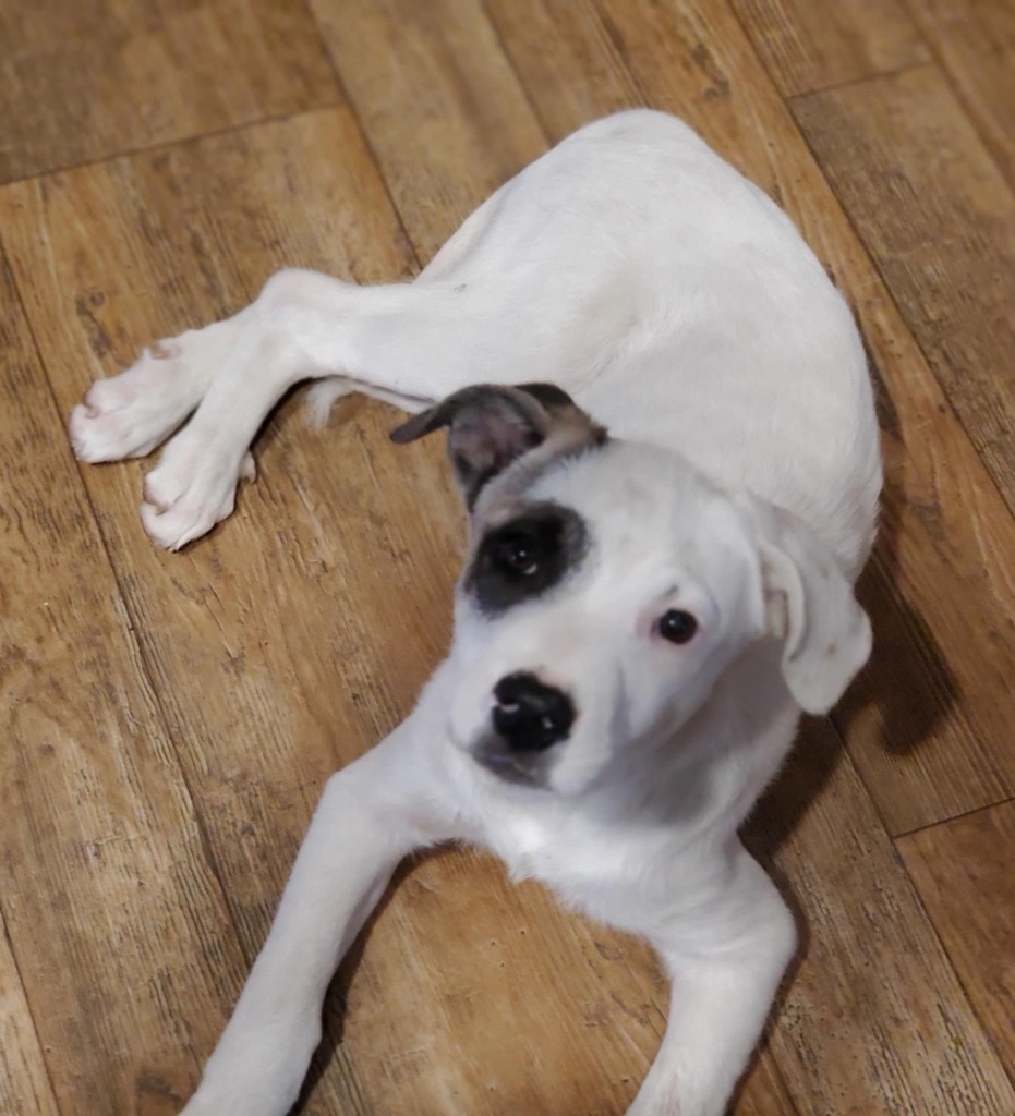 Motley Cruz aka Patch