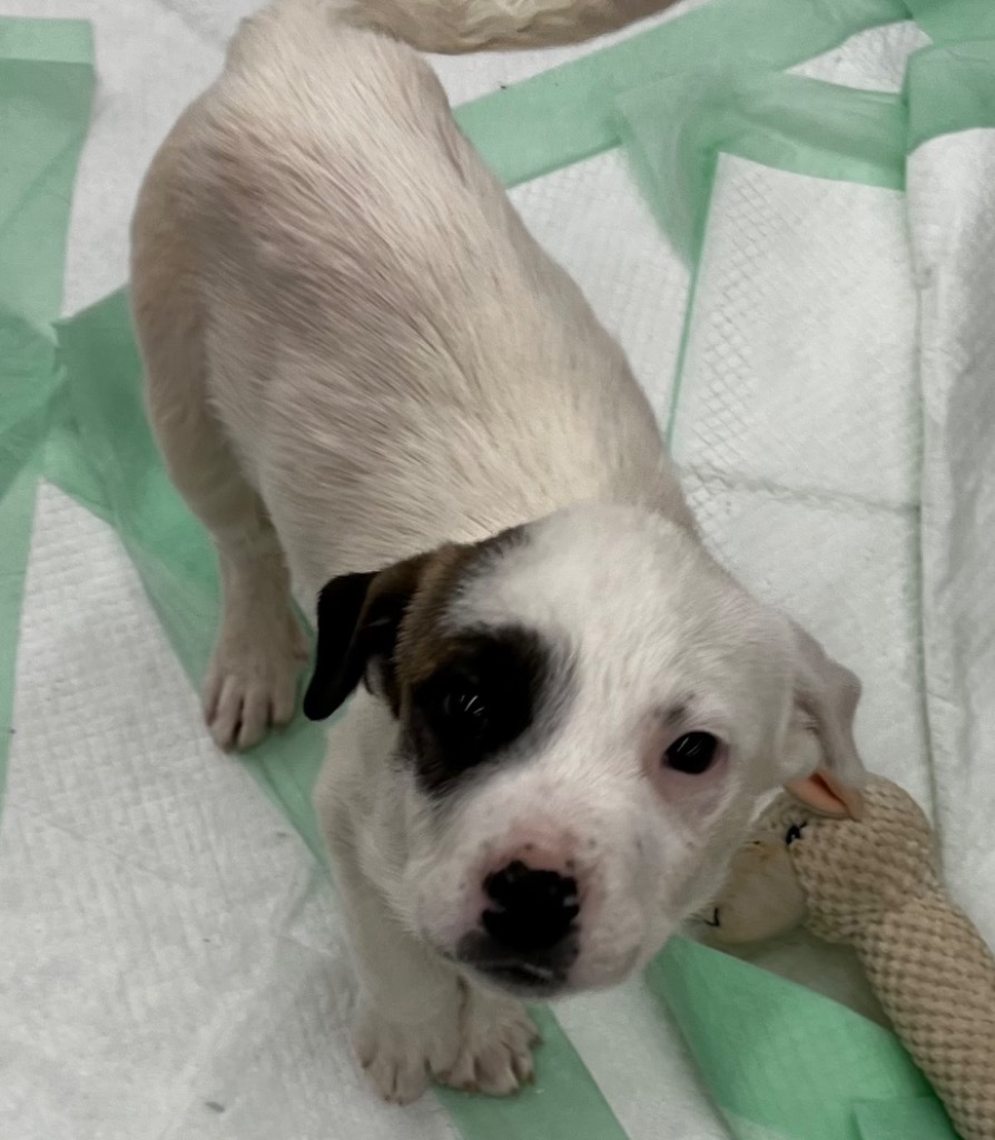 Motley Cruz aka Patch