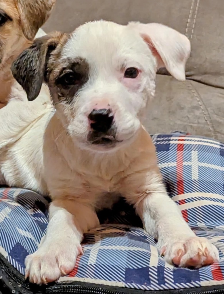 Motley Cruz aka Patch