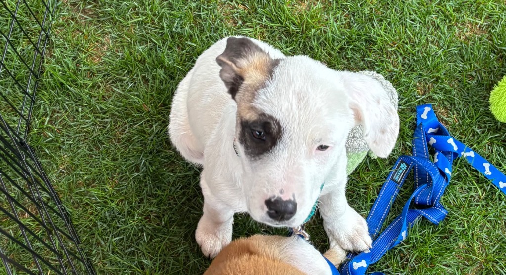 Motley Cruz aka Patch