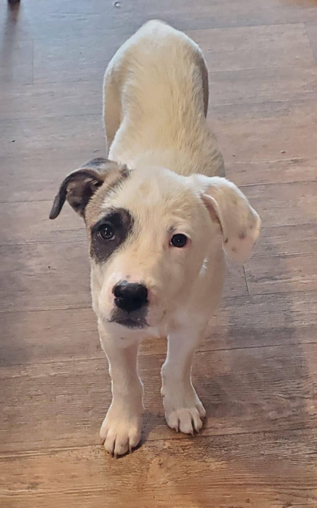 Motley Cruz aka Patch