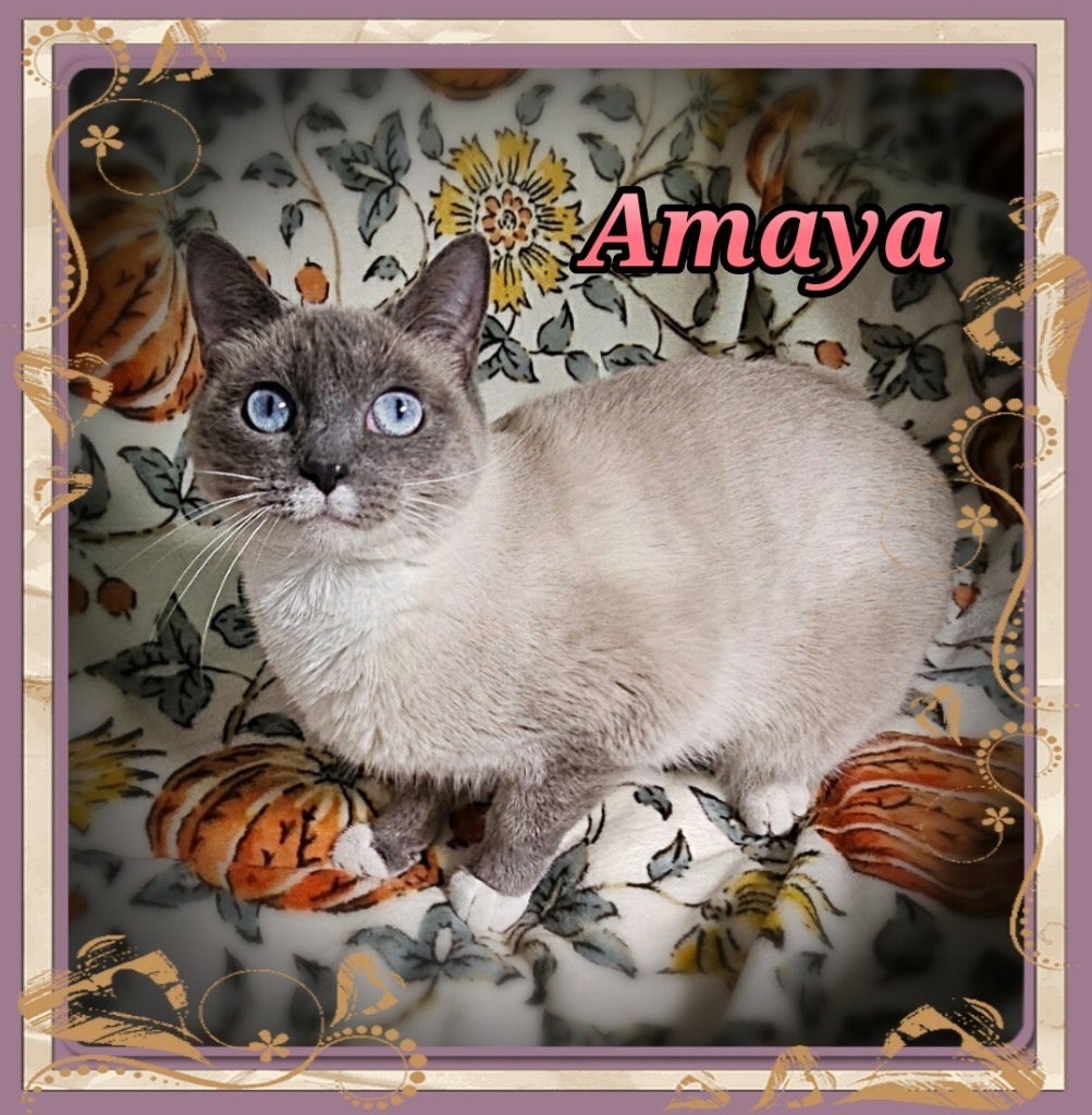 Amaya
