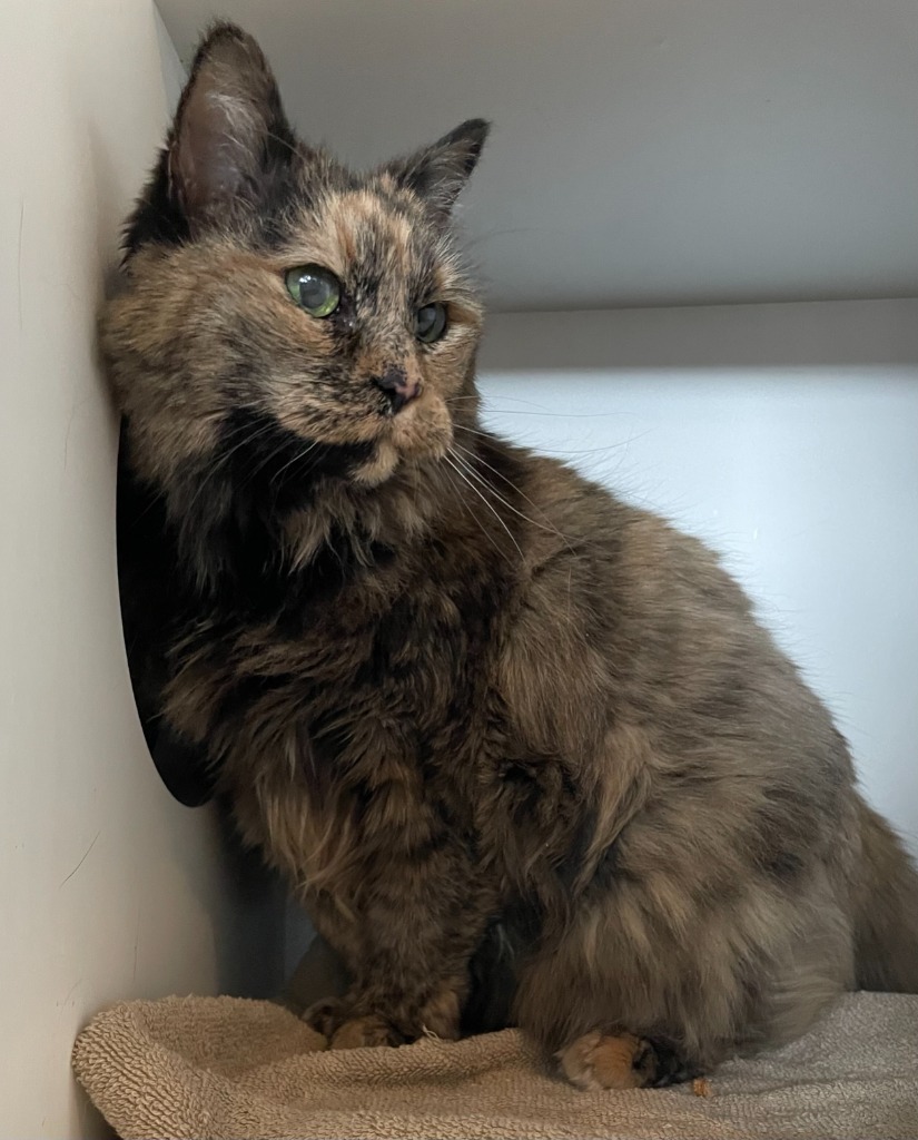 Kit Kat