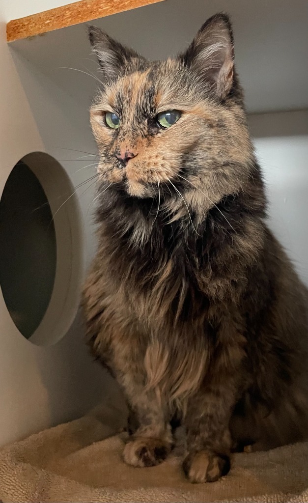 Kit Kat
