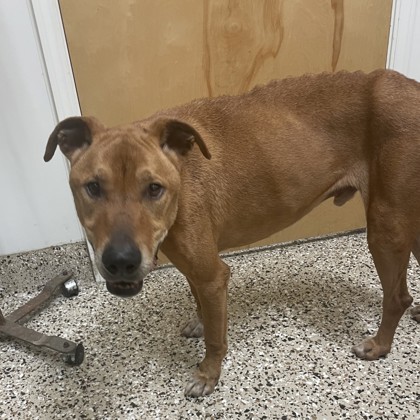 Diego, an adoptable Mixed Breed in Pendleton, OR, 97801 | Photo Image 1