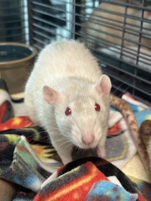 Lucy (trio To Nibbles &amp; Pepper), Young Female Rat