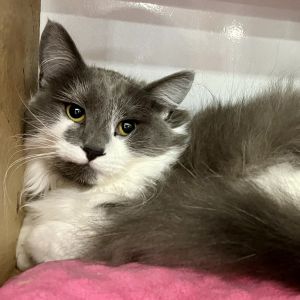 Kelsey is a beautiful long-haired girl who is initially shy with new faces but before long she purr