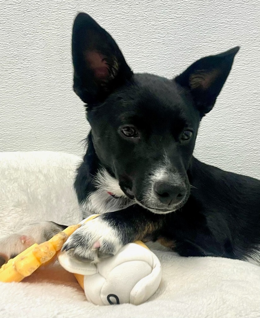 Little John, an adoptable Mixed Breed in Heber City, UT, 84032 | Photo Image 1