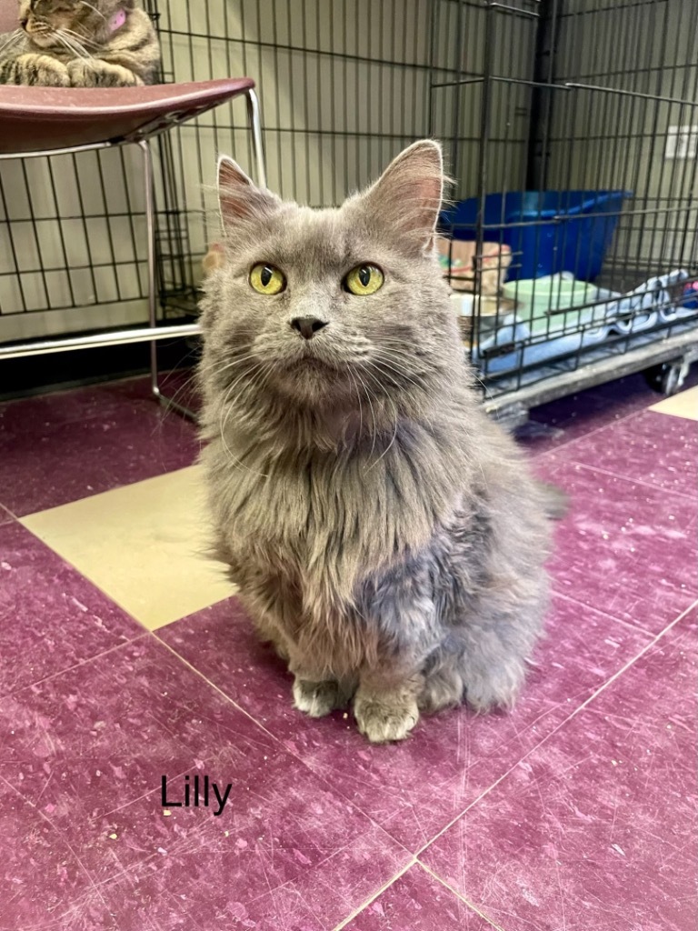LILLY