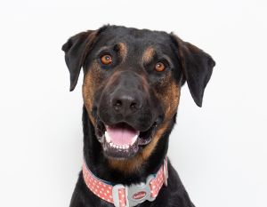 Hey Im Xavier-a two-year-old shepherd mix with the brains heart and potential to be an incredibl