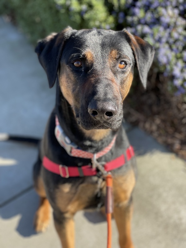 Xavier