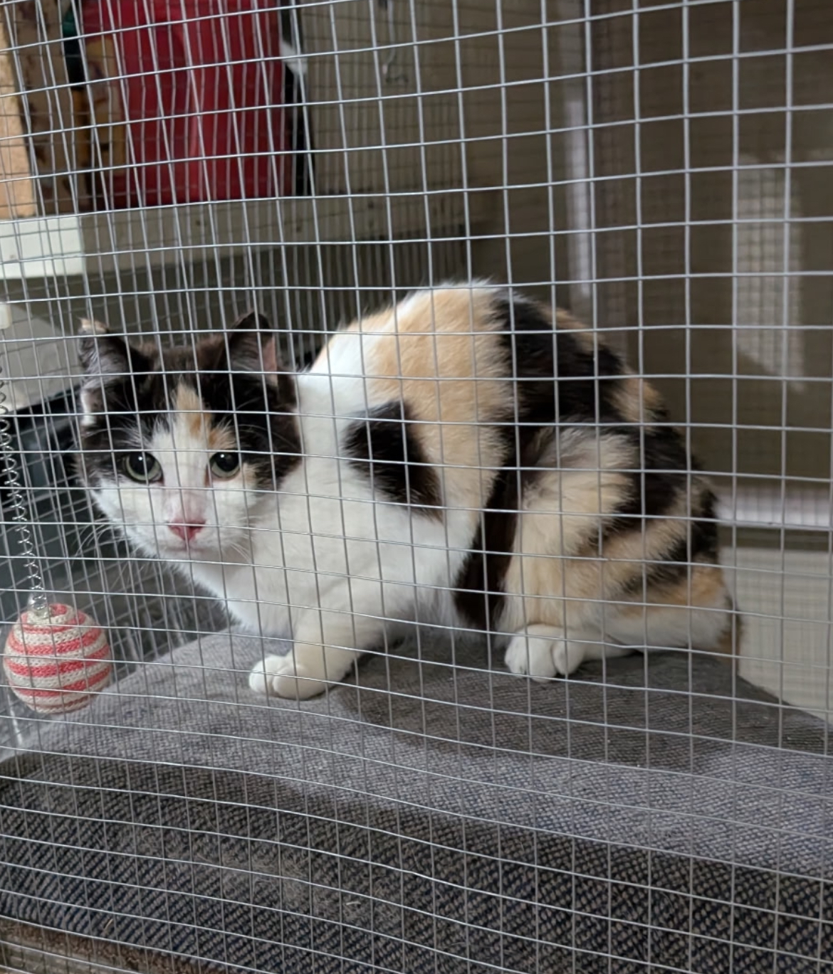 Allegra, an adoptable Domestic Short Hair in Steinbach, MB, R5G 2B2 | Photo Image 1