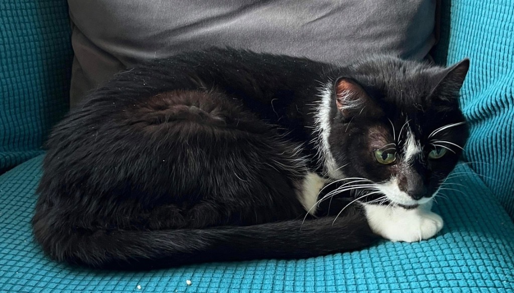 Declawed Benny