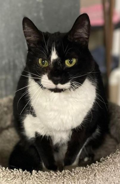 Declawed Benny