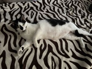 Cait, Adult Female Domestic Short Hair