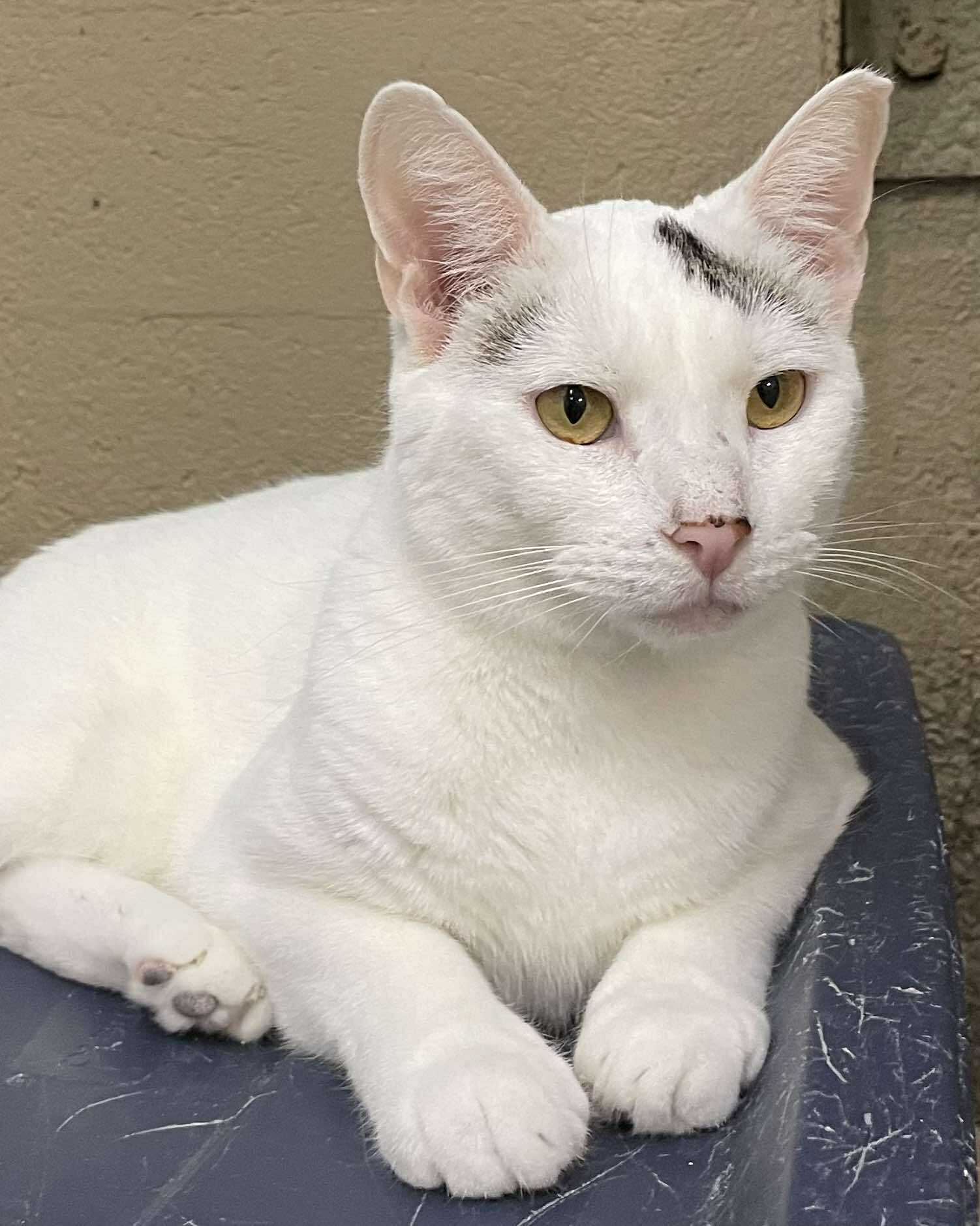 Antonio, an adoptable Domestic Short Hair in Gonic, NH, 03839 | Photo Image 1
