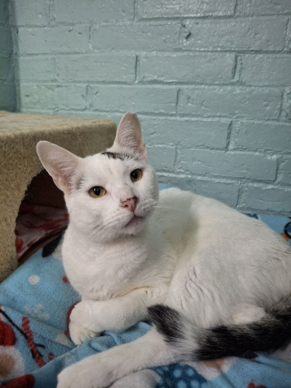 Antonio, an adoptable Domestic Short Hair in Gonic, NH, 03839 | Photo Image 2