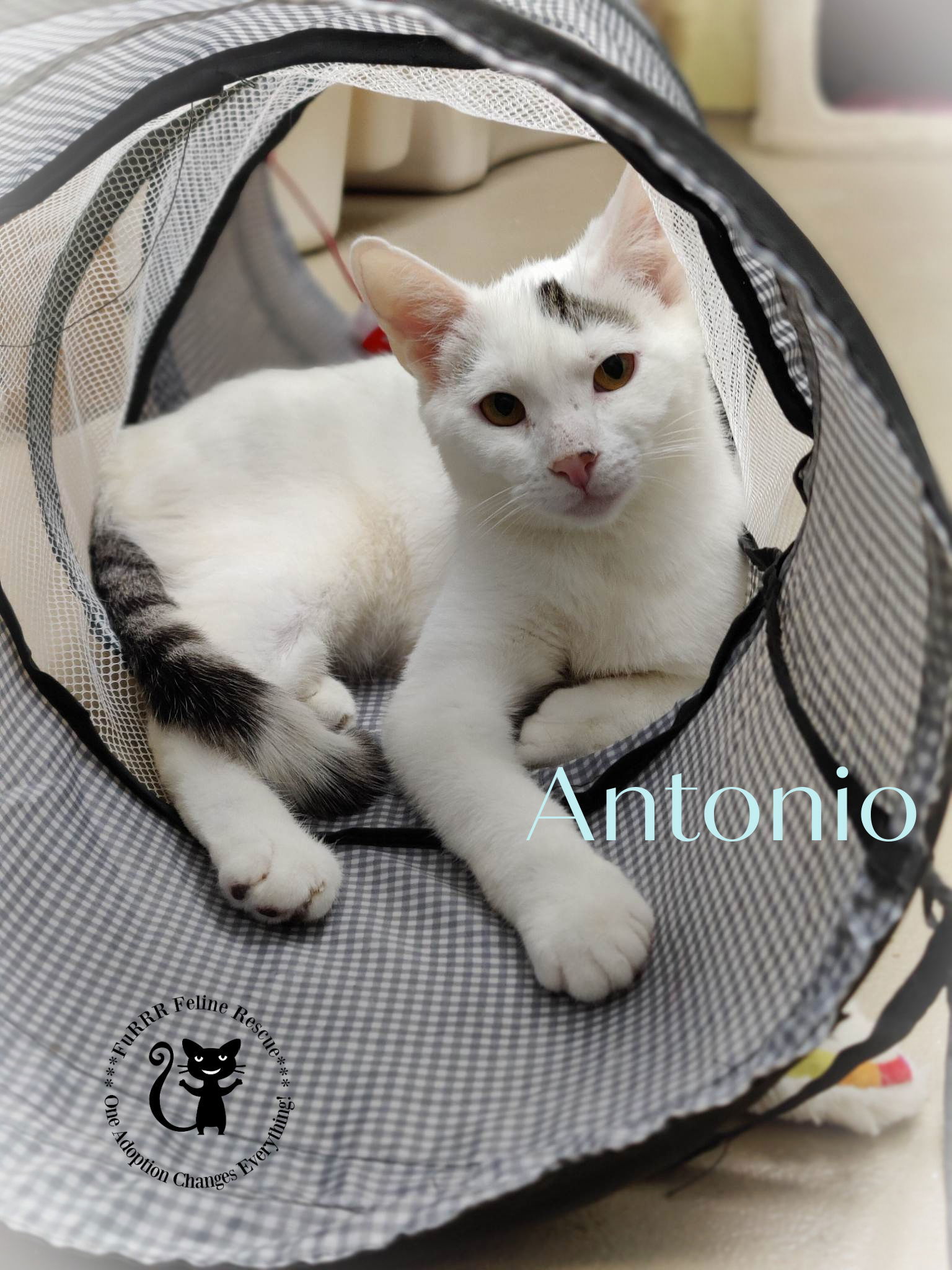 Antonio