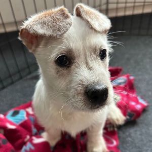 Personality playful energetic Bre ed Cattle dogterrier mix Age  DOB 12125 Rescued from Fresno