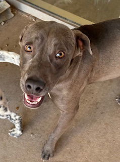 Sterling Sparkles 61178, an adoptable Weimaraner in Pampa, TX, 79065 | Photo Image 1