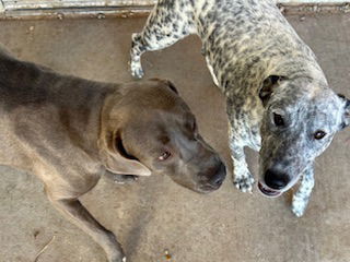 Sterling Sparkles 61178, an adoptable Weimaraner in Pampa, TX, 79065 | Photo Image 2