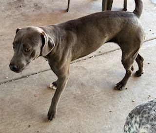 Sterling Sparkles 61178, an adoptable Weimaraner in Pampa, TX, 79065 | Photo Image 3