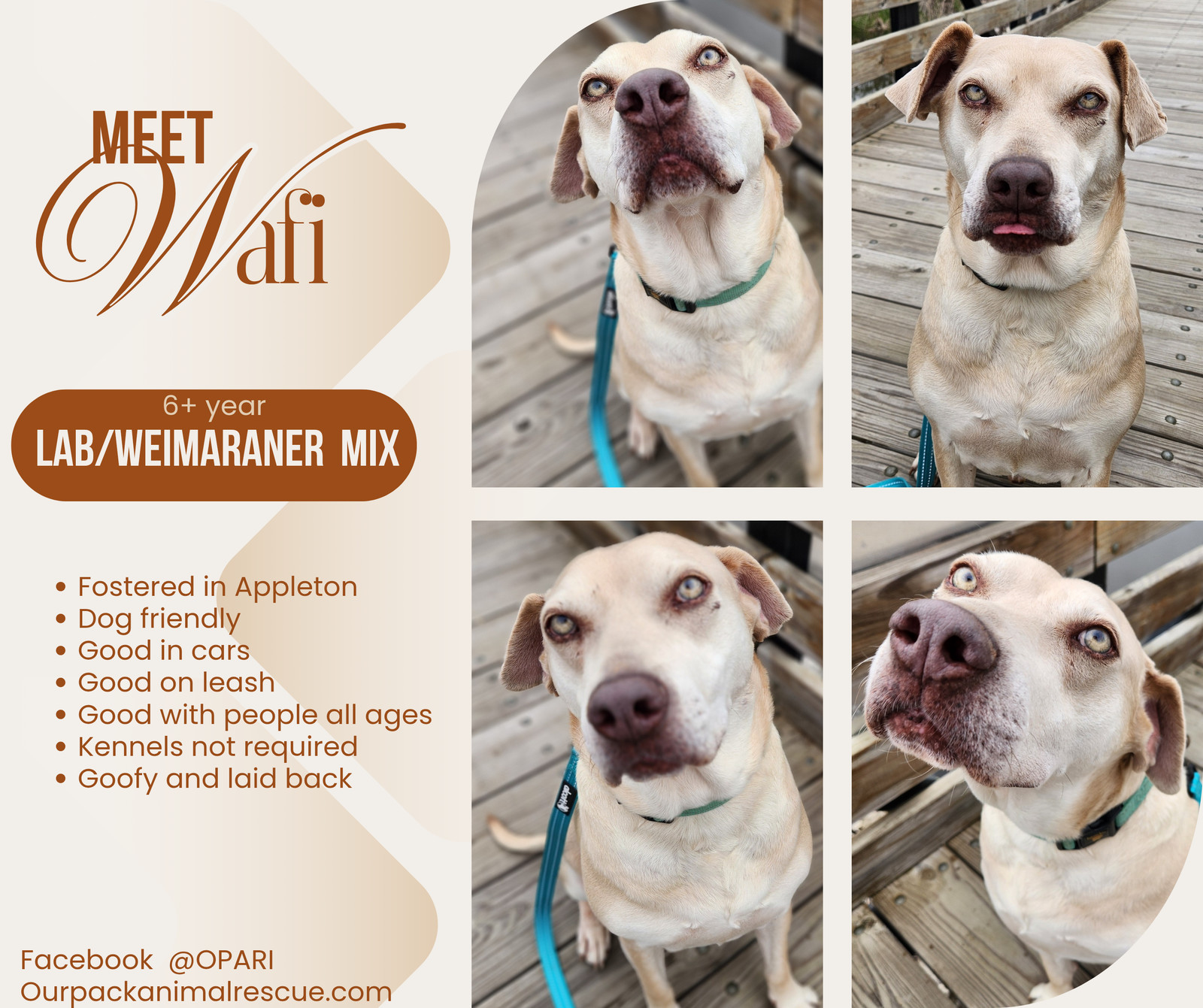 Wafi