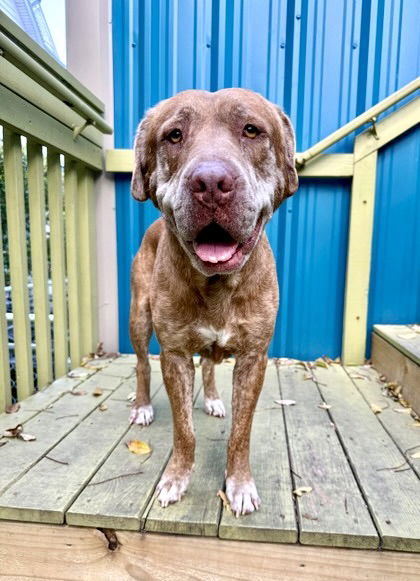 Jasper, an adoptable Labrador Retriever in MARATHON, FL, 33050 | Photo Image 1