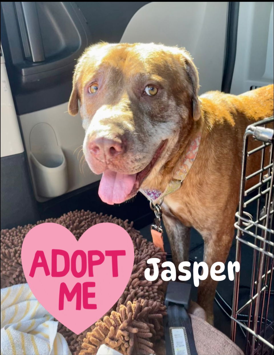 Jasper, an adoptable Labrador Retriever in MARATHON, FL, 33050 | Photo Image 2