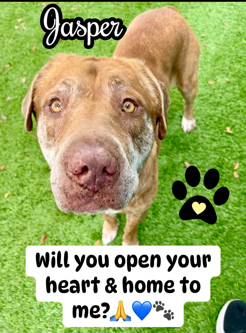 Jasper, an adoptable Labrador Retriever in MARATHON, FL, 33050 | Photo Image 3
