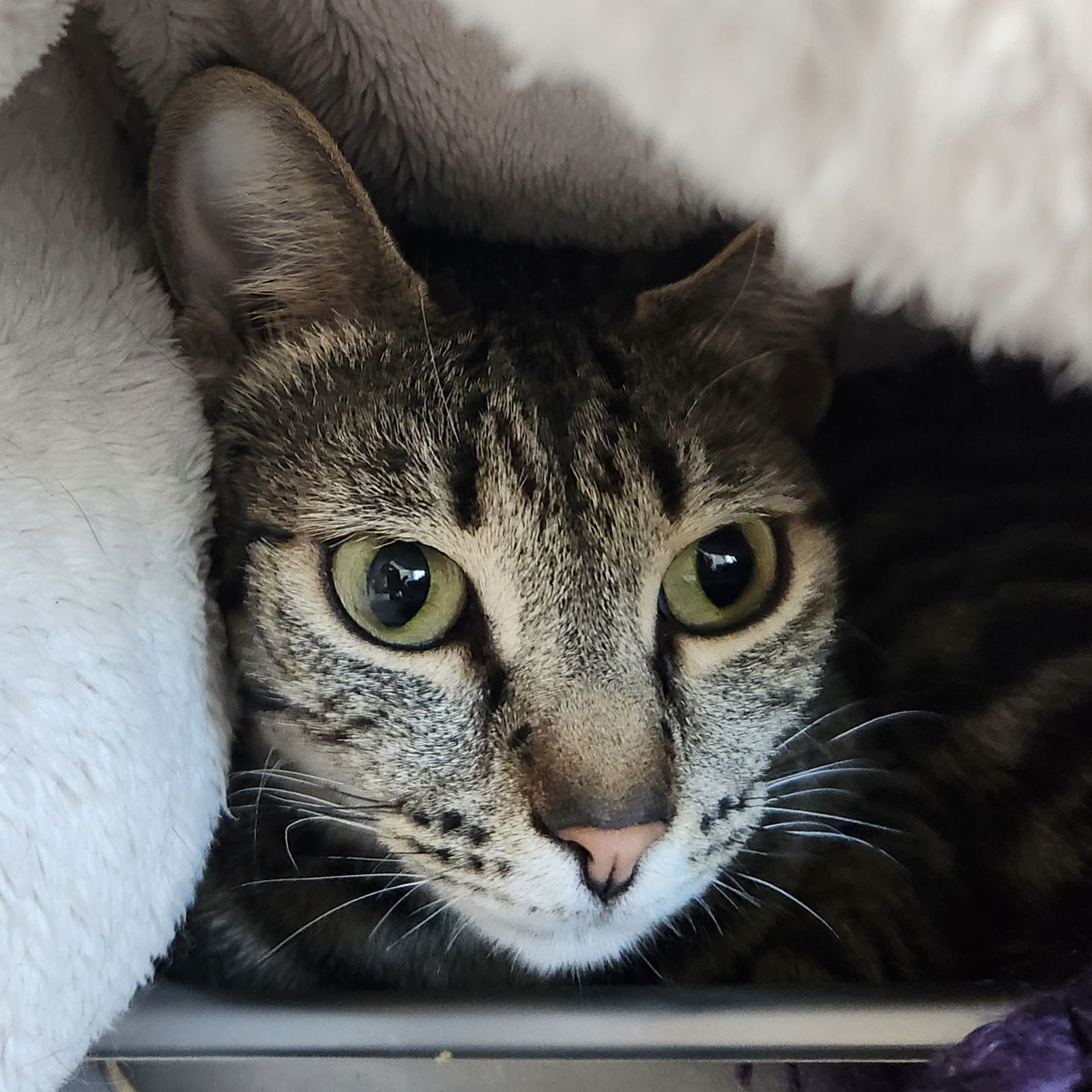Gigi(Bonded with Brenda)