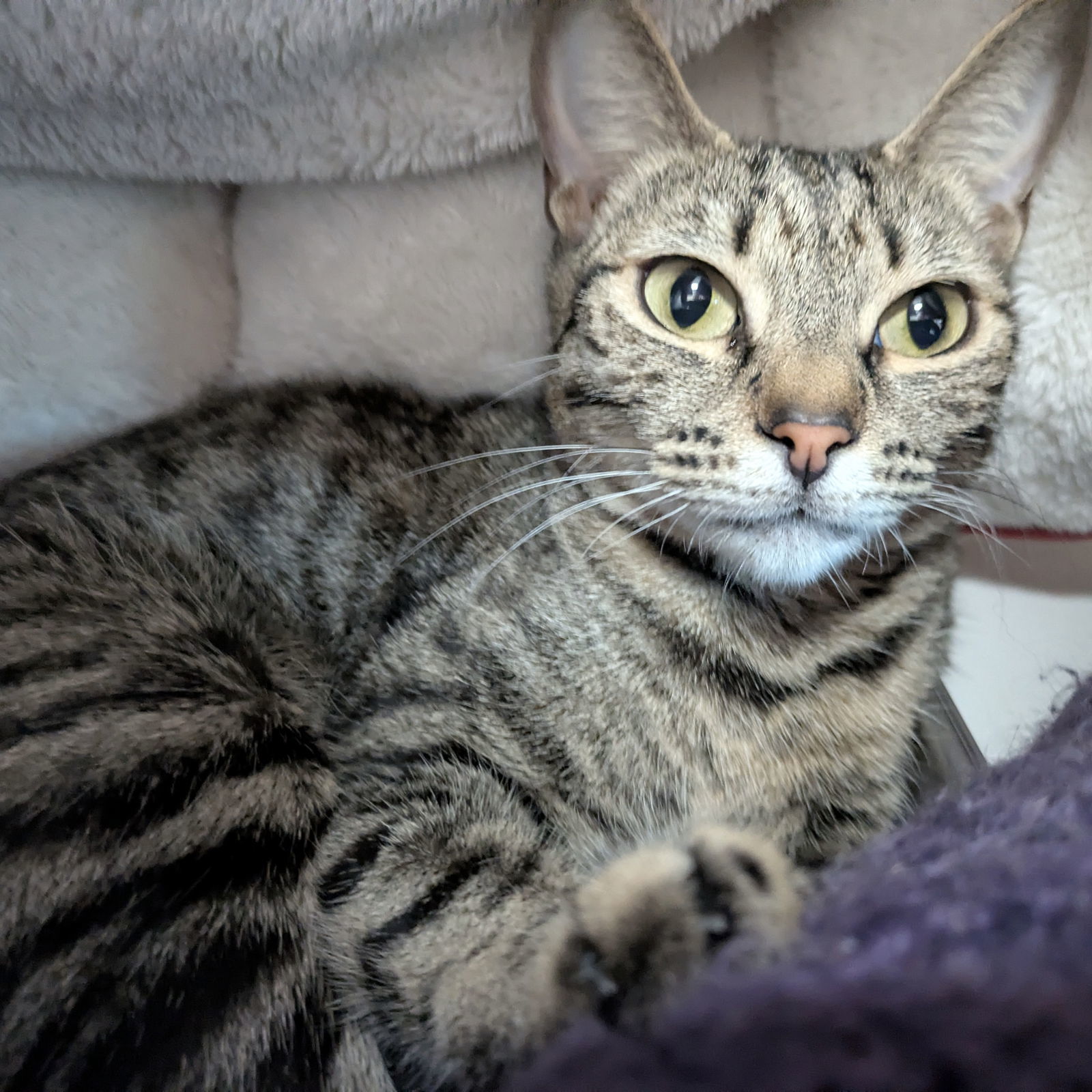Gigi(Bonded with Brenda)