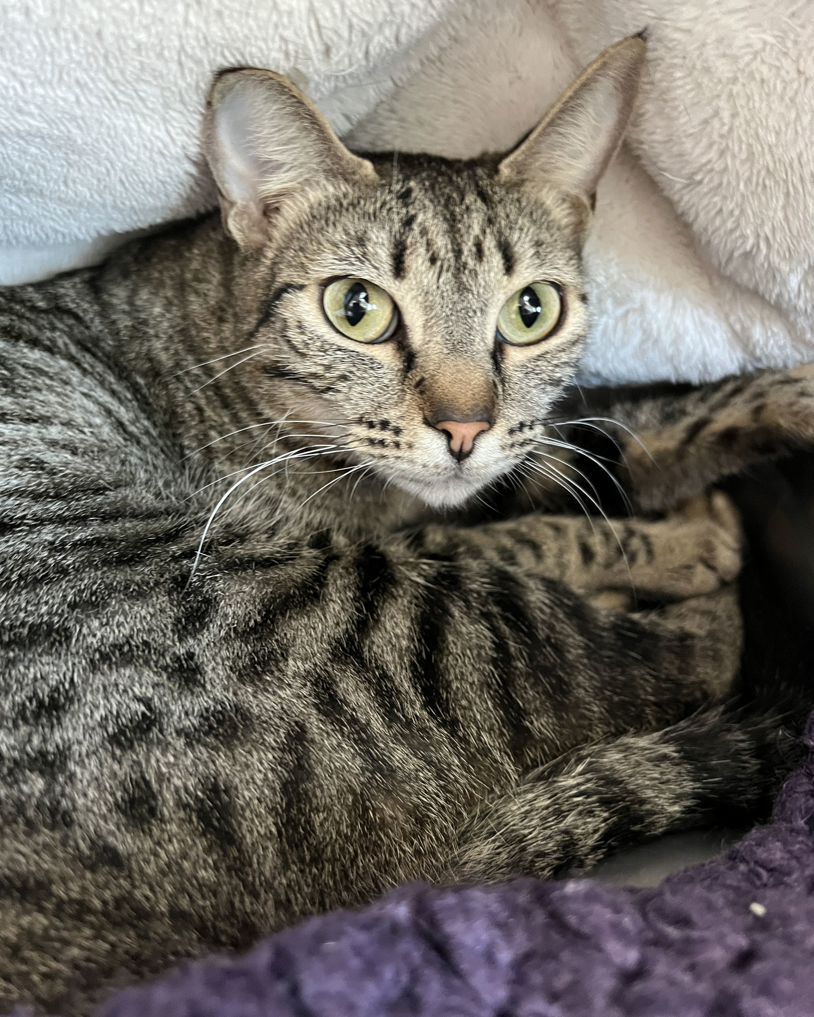 Gigi(Bonded with Brenda)