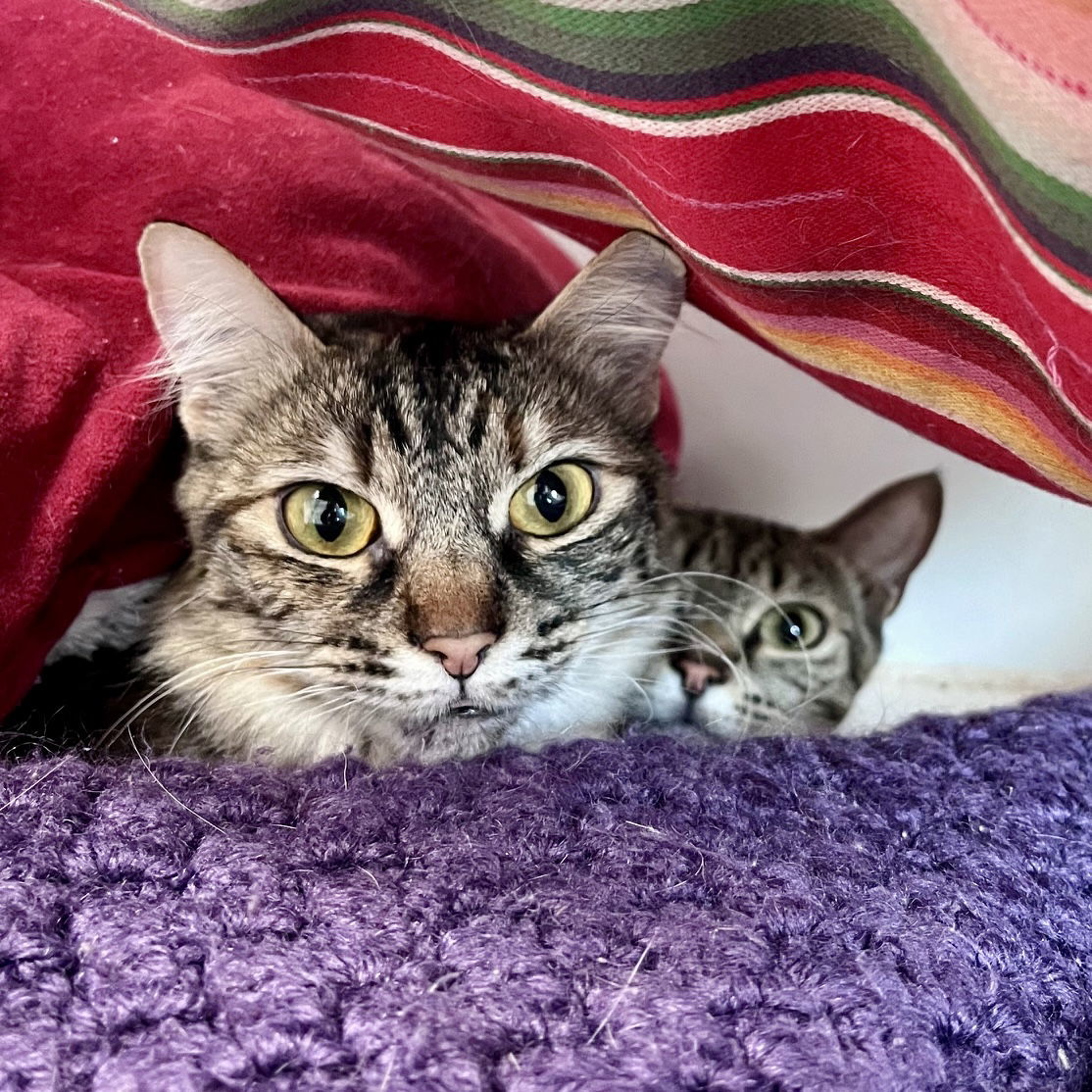 Brenda(Bonded with Gigi)