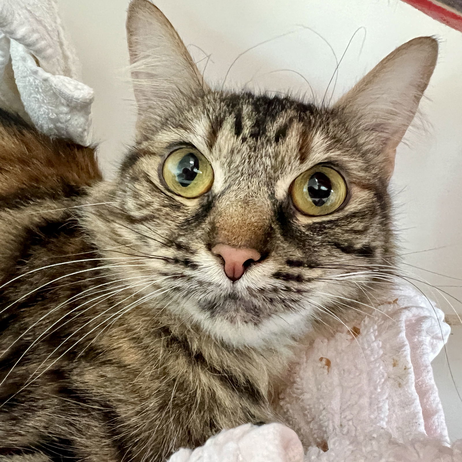 Brenda(Bonded with Gigi)