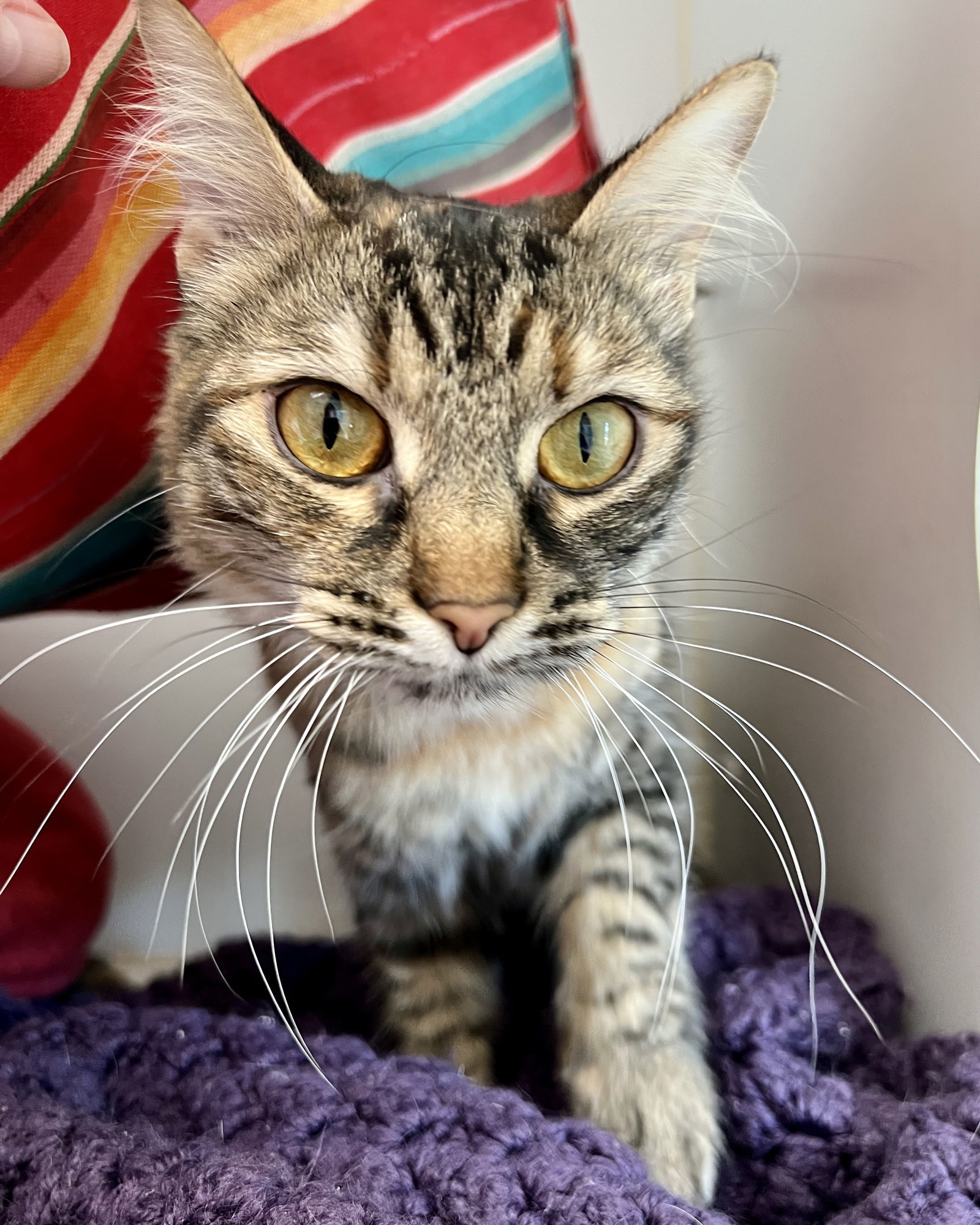 Brenda(Bonded with Gigi)