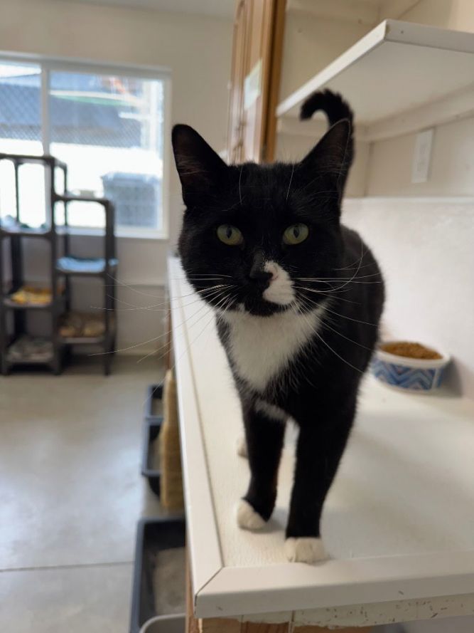 Luke - Pending Adoption