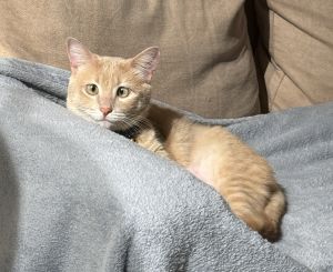 Farro, Adult Female Domestic Short Hair