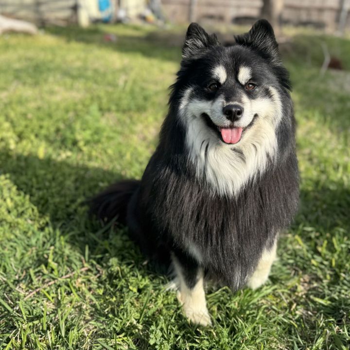 Duchess 1