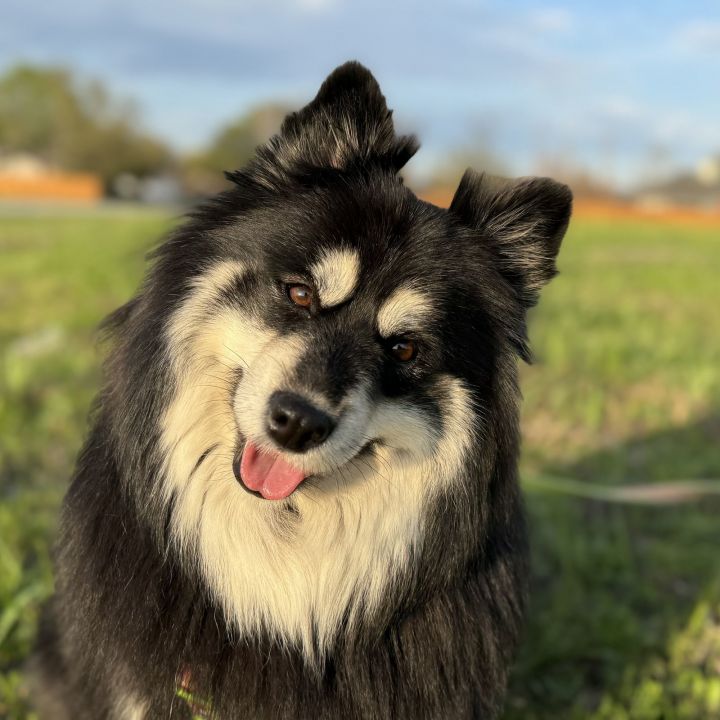 Duchess 2