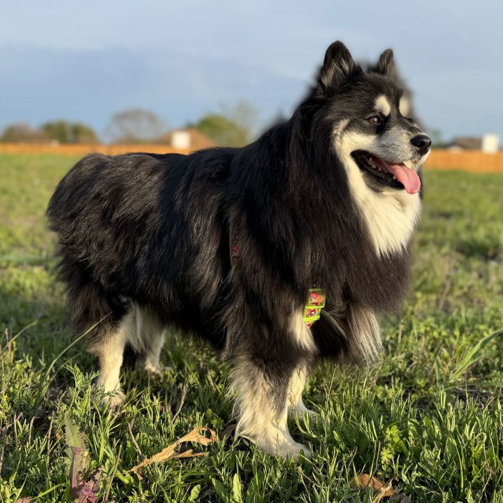 Duchess 3