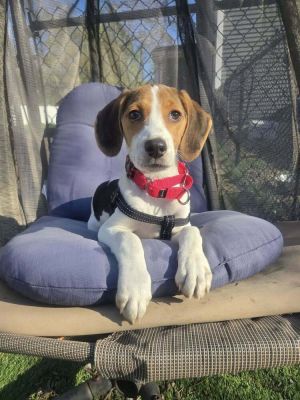 Rosie