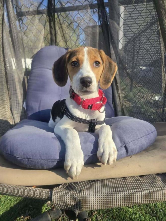 Rosie