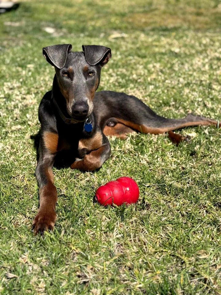 Doggo 1
