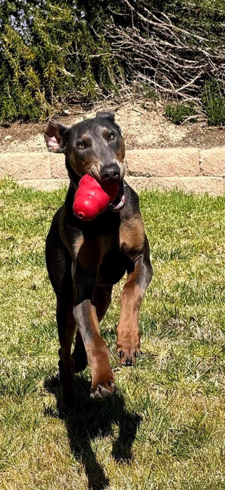 Doggo 3