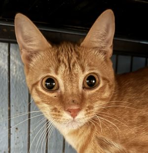 Andrew, Baby Male Tabby