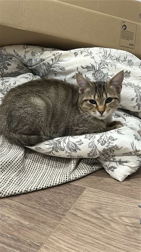 Jovi